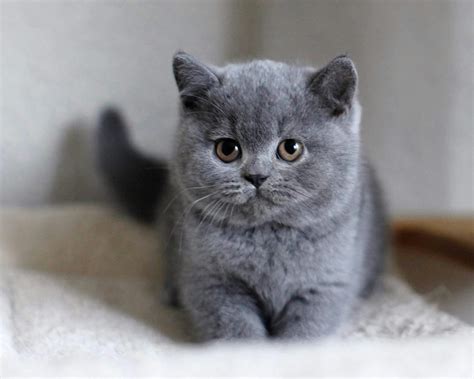 british shorthair cats for sale